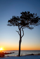 Luke ONeill - Landscape-6