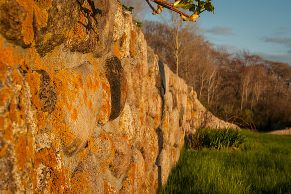Luke ONeill - Landscape-21