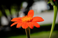 Luke ONeill - Artistic - Zenfolio-10